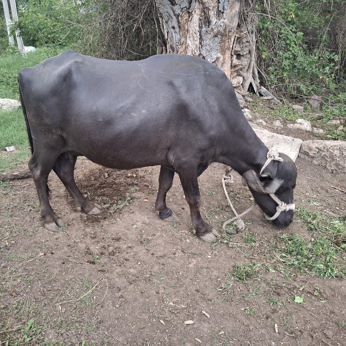 ભેંસ વેચવાની છે