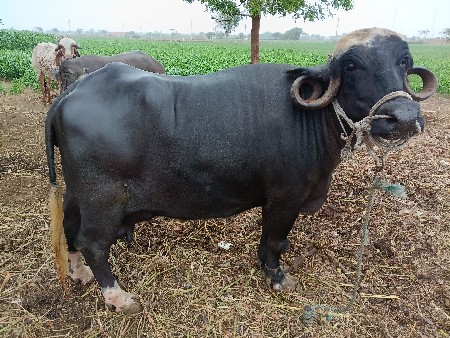 વેચવાની છે