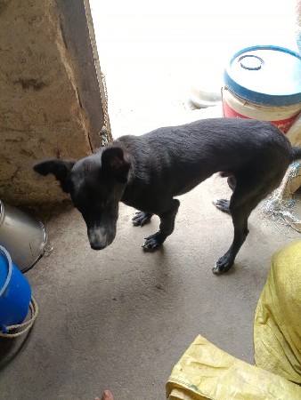 કૂતરો વેચવાનો છે