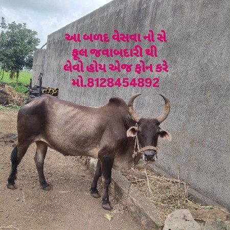 બળદ વેશવા નો