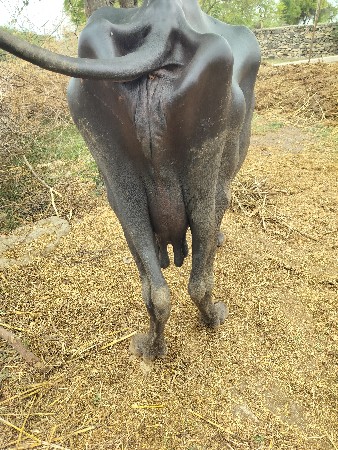 ભેશ