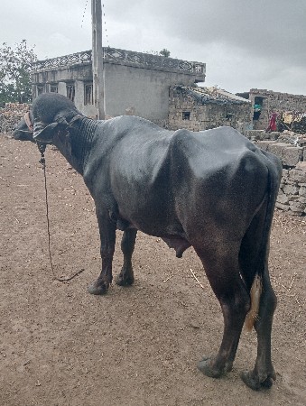 પાડો વેચવા નો છે