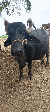 ભેંશ વેચવાની સે