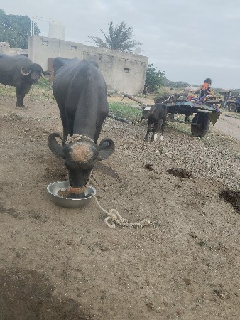 પહેલો વેધર છે