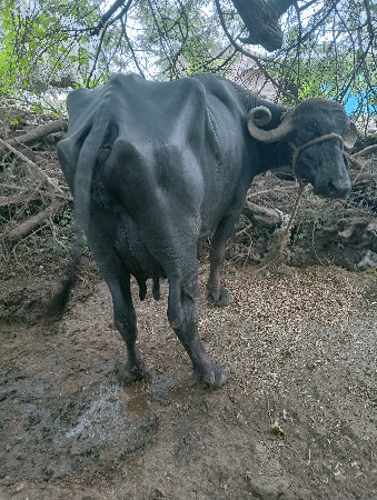 ભેશવેશવાની