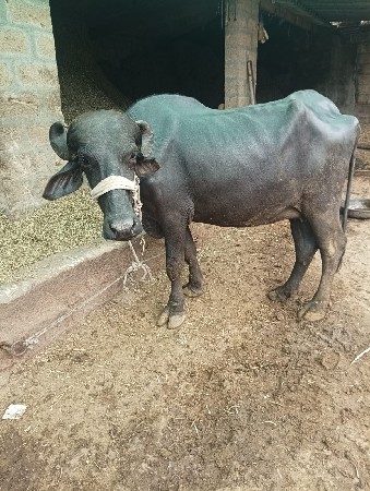 ભેંસ વેચવાની છે