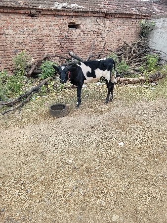 આ વાંસળી સાથે પાડી લેવાની છે