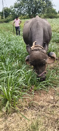 ભેંસ વેચવાની સે