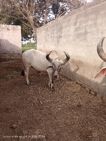 બડધવેચવાનાછે