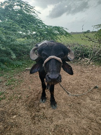 4 ખડેલા વેચવાના છે
