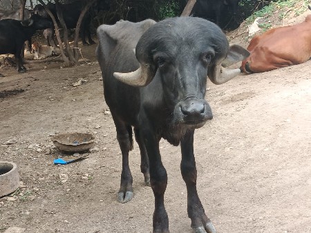 પાડો વેચવાનો છે
