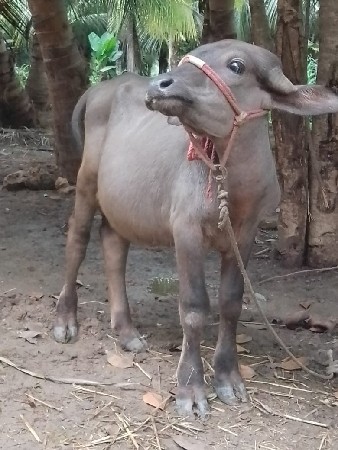 jafrabadi,  padi   15   mahina