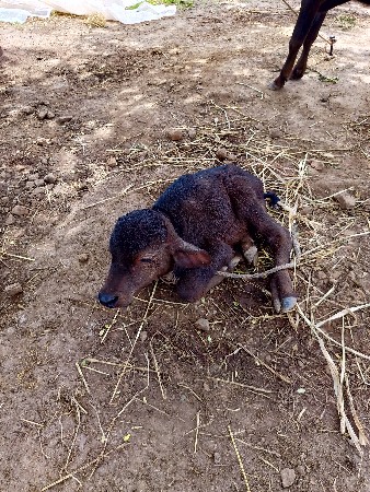 8 લીટર દૂધ