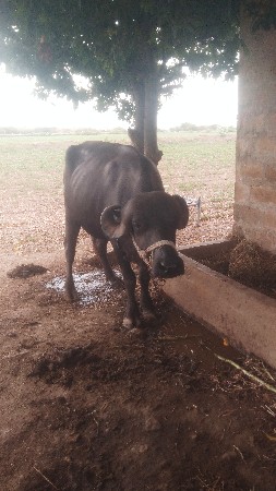 કરેલી ચાર જાતે વેચવાની છે