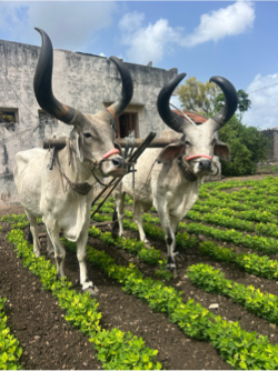 બળદ વેસવા ના સે
