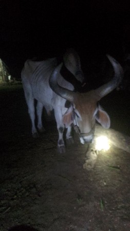 આ બરદ વેચવાના છે સાવ સોજા છે