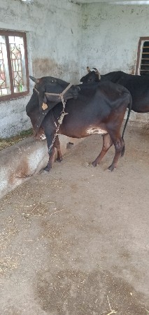 ગાય વેચવા ની છે