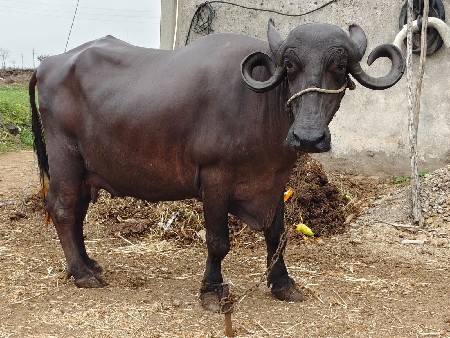 ભેંશ