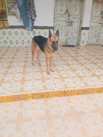 Gsd female