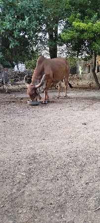 ડાબયાર