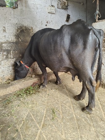 ભેંસ વેચવાની છે