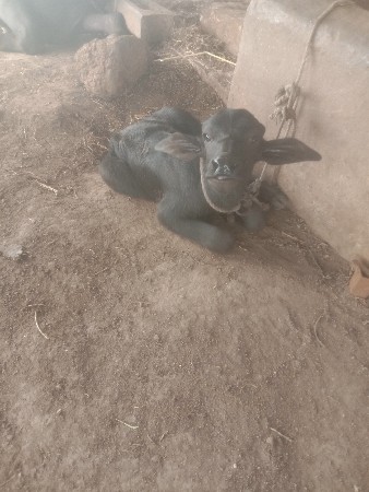 પાડોવેચવાનોછે
