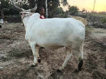 godhlo aapva no se