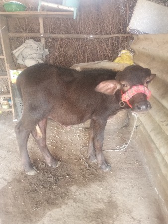 4 મહિના નો પાડો છે