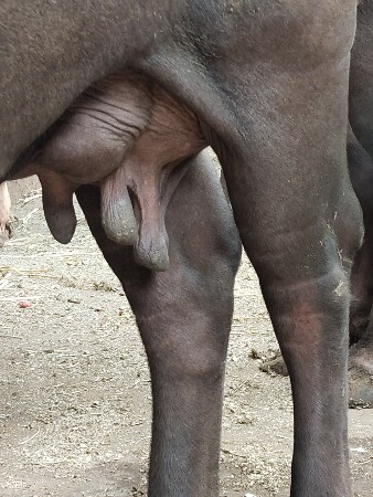ભેંસ વેચવાની છે