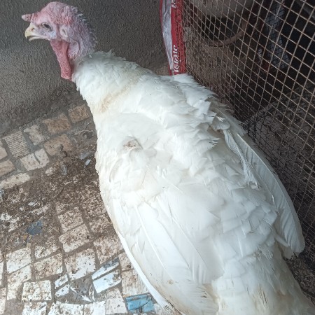 તરકી મેલ ફોર સેલ