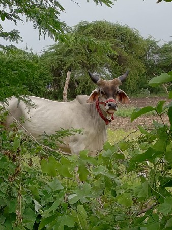 ગોઢલો વેચવાનો છે