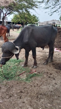 પાડો વેચવાનો છે
