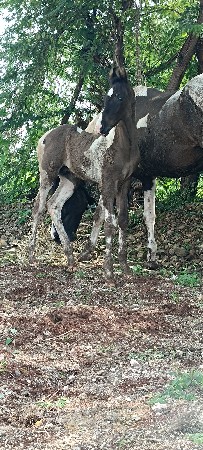મારવાડી લાઇનનો વછેરો