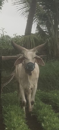આ ગોઢલાની જોડ કરવાની સે