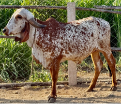 ગિર વોડકી