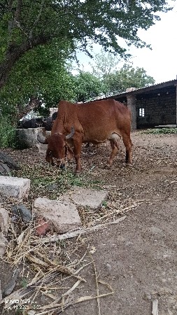 ગીર ગાય