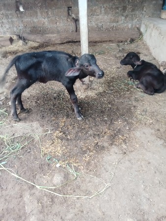 3 પાડા વેચવાના છે