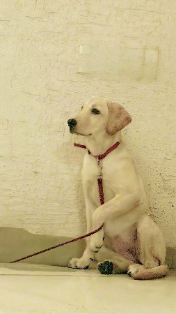 A_line_labrador