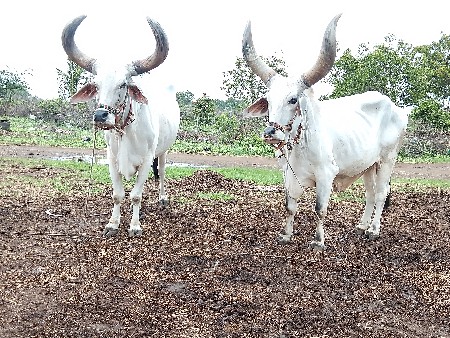 બળદ વેચવાના છે