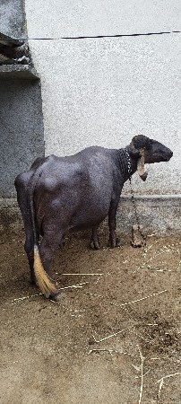 ભેંસ વેચવાની છે