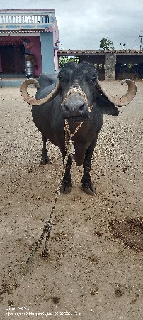 ભેંશ વેચવા ની છે