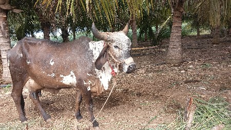 3 ગાય બેસવાની સે
