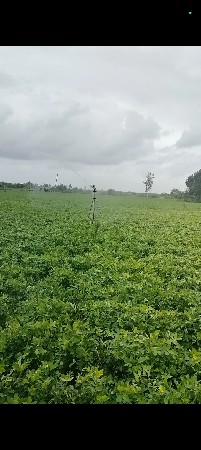 રીછા રેંકડી ફુવારો
