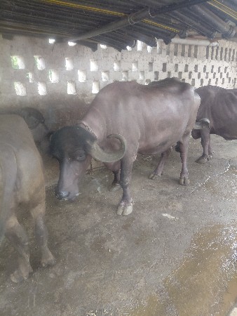 ભેસ વેચવા ની છે