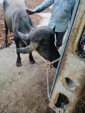 આખડાયવેસવાનીસે