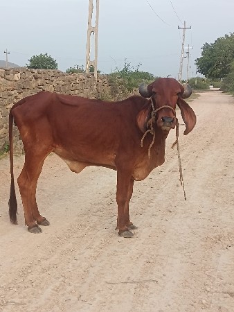 હોડકી વેચવાની છે