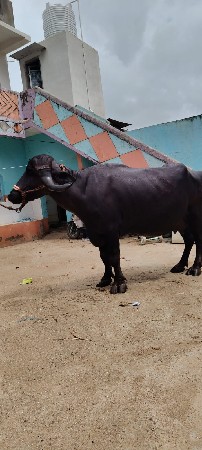 palu v