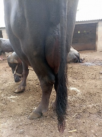 જાફરાબદી ભેંસ વેચવાની છે