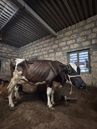 6 લીટર દૂધ હજાર માં સે
