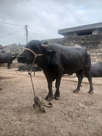 પાડો